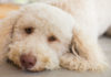 low shedding dogs