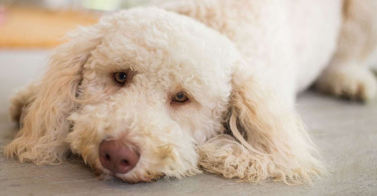 low hair shedding dogs