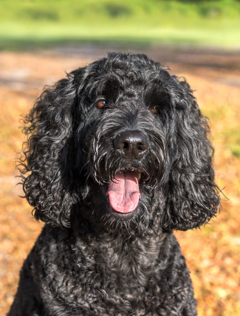 Low Shedding Dogs The Best Breeds for a Fur Free Home!