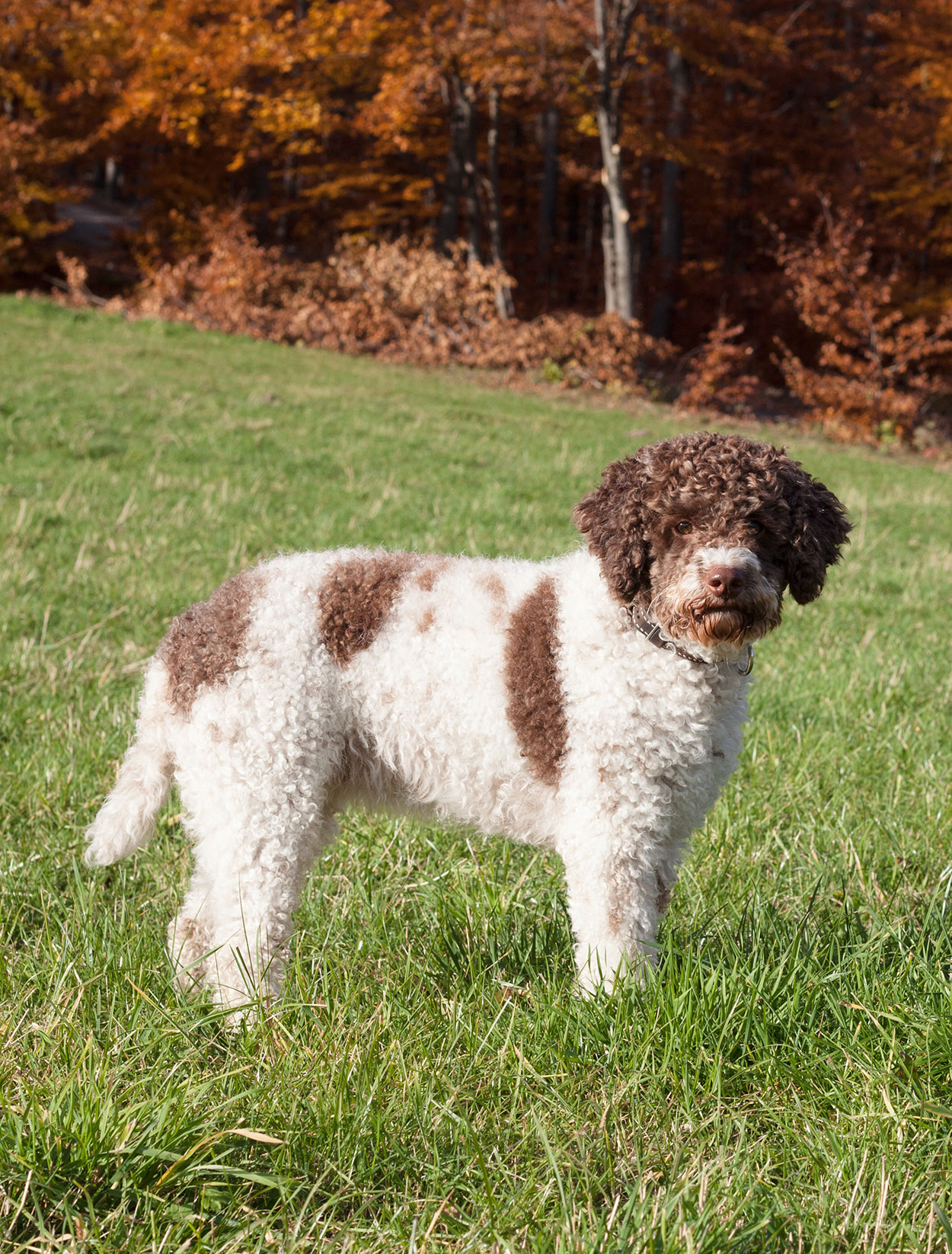 Low Shedding Dogs