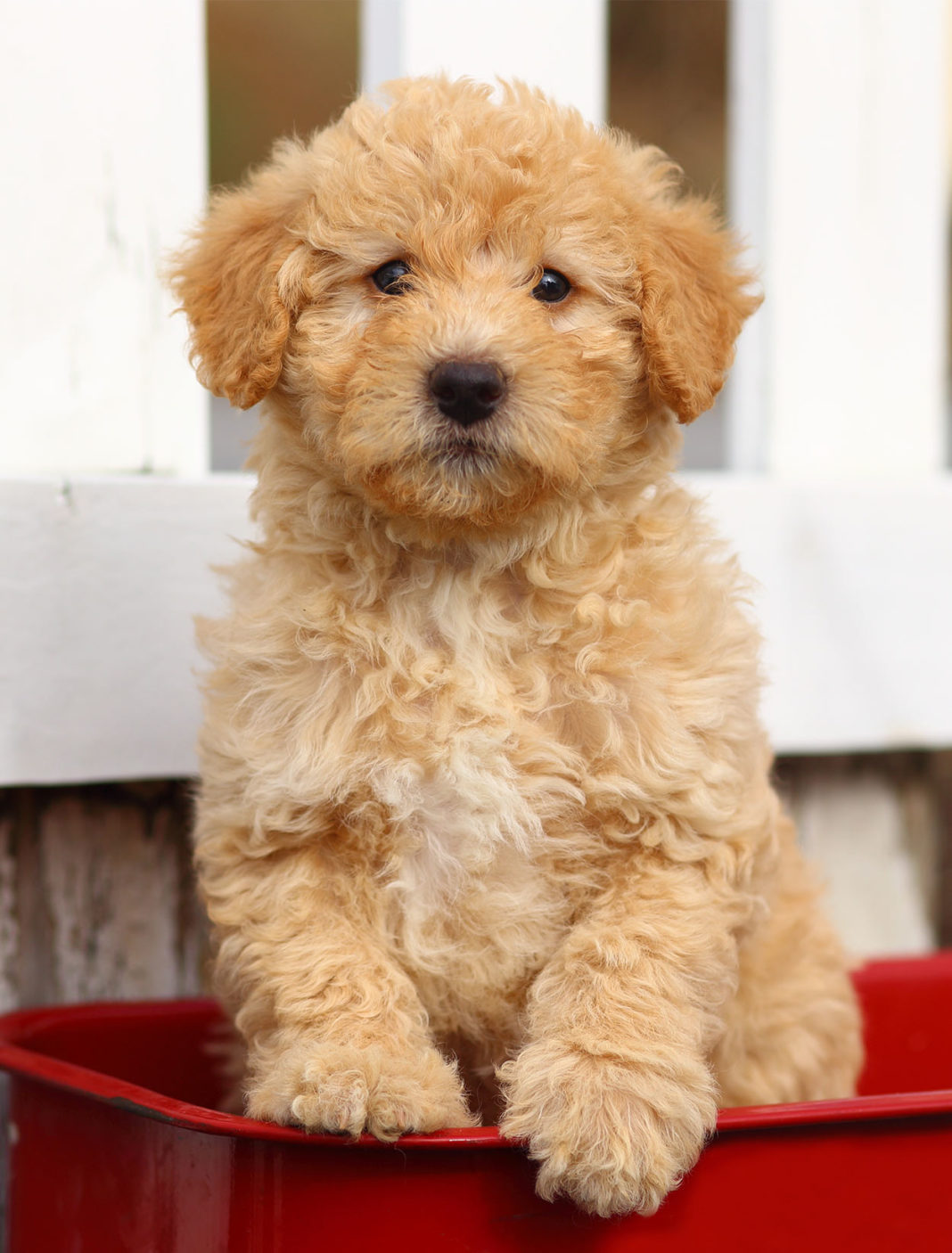 Low Shedding Dogs The Best Breeds for a Fur Free Home!