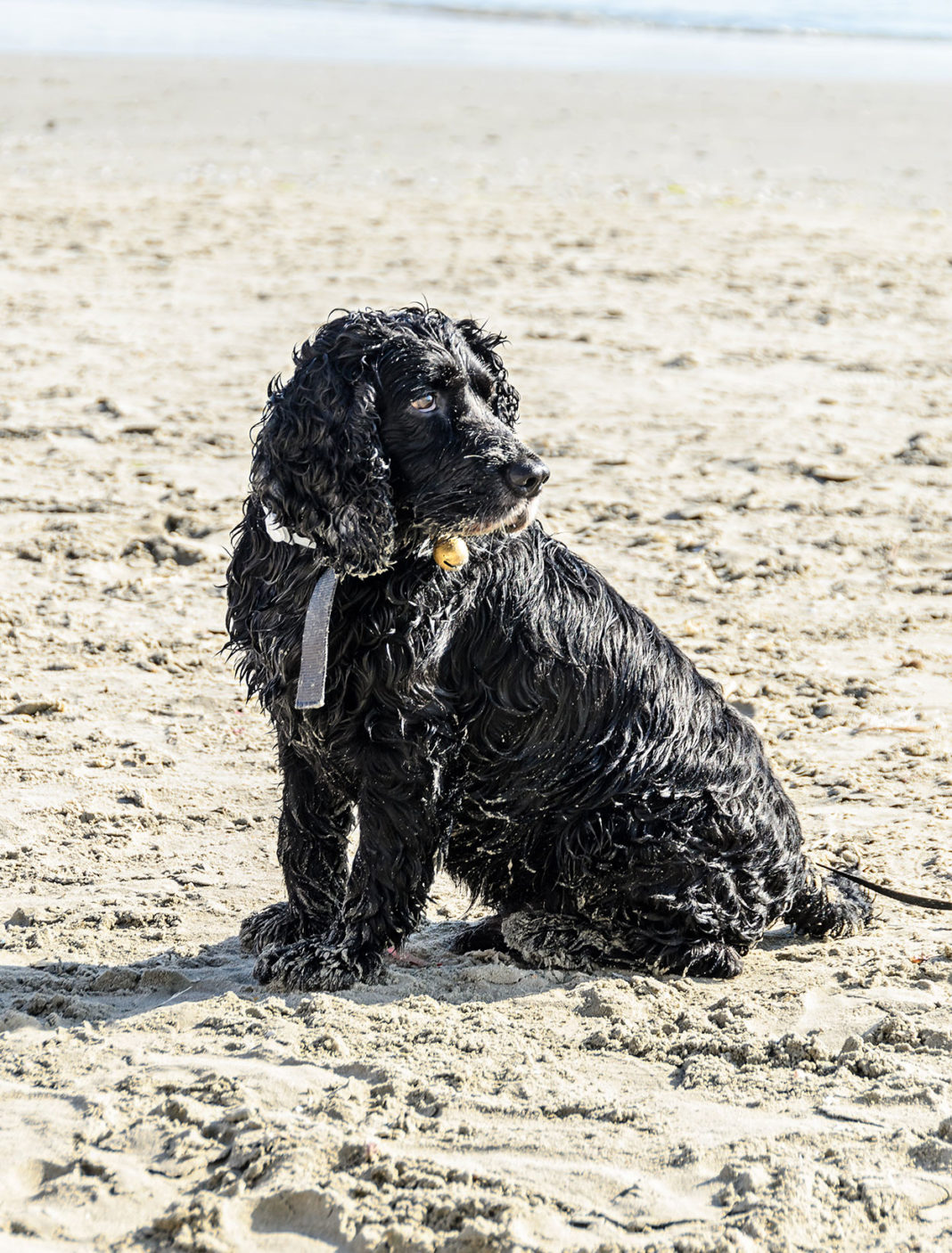 Low Shedding Dogs de beste rassen voor een Bontvrij Huis! Peaceful