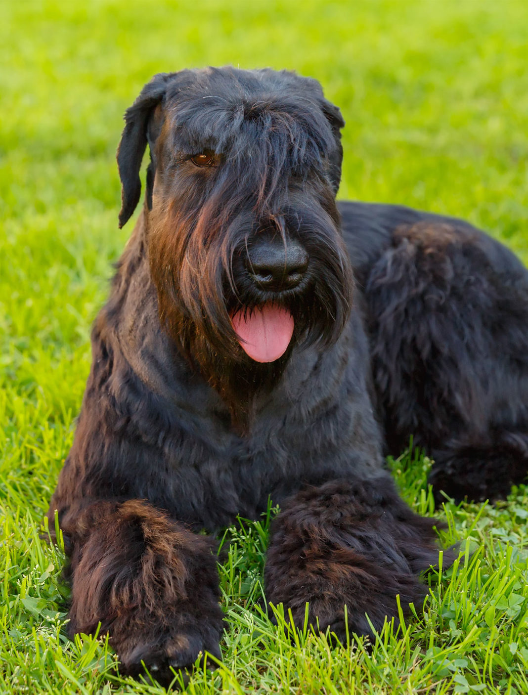 Low Shedding Dogs The Best Breeds for a Fur Free Home!