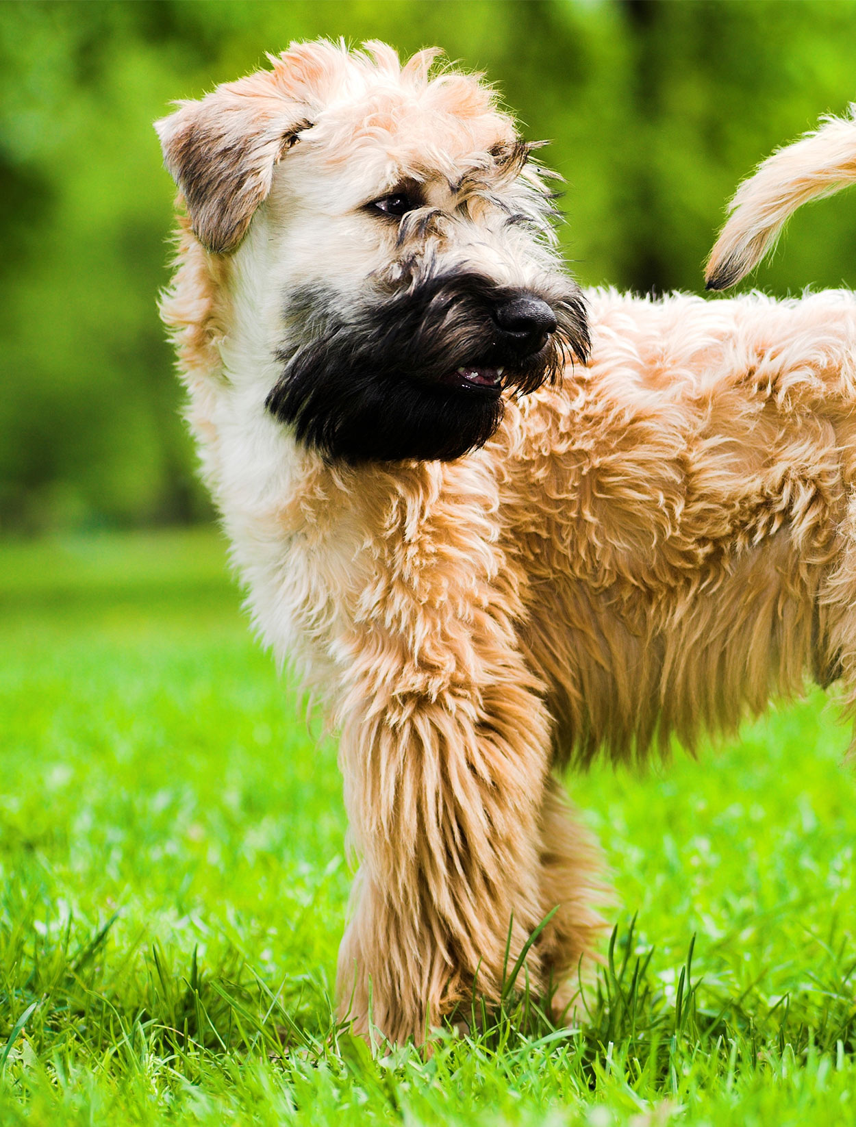 low malting dogs