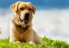 manuka honey for dogs