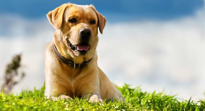 manuka honey for dogs