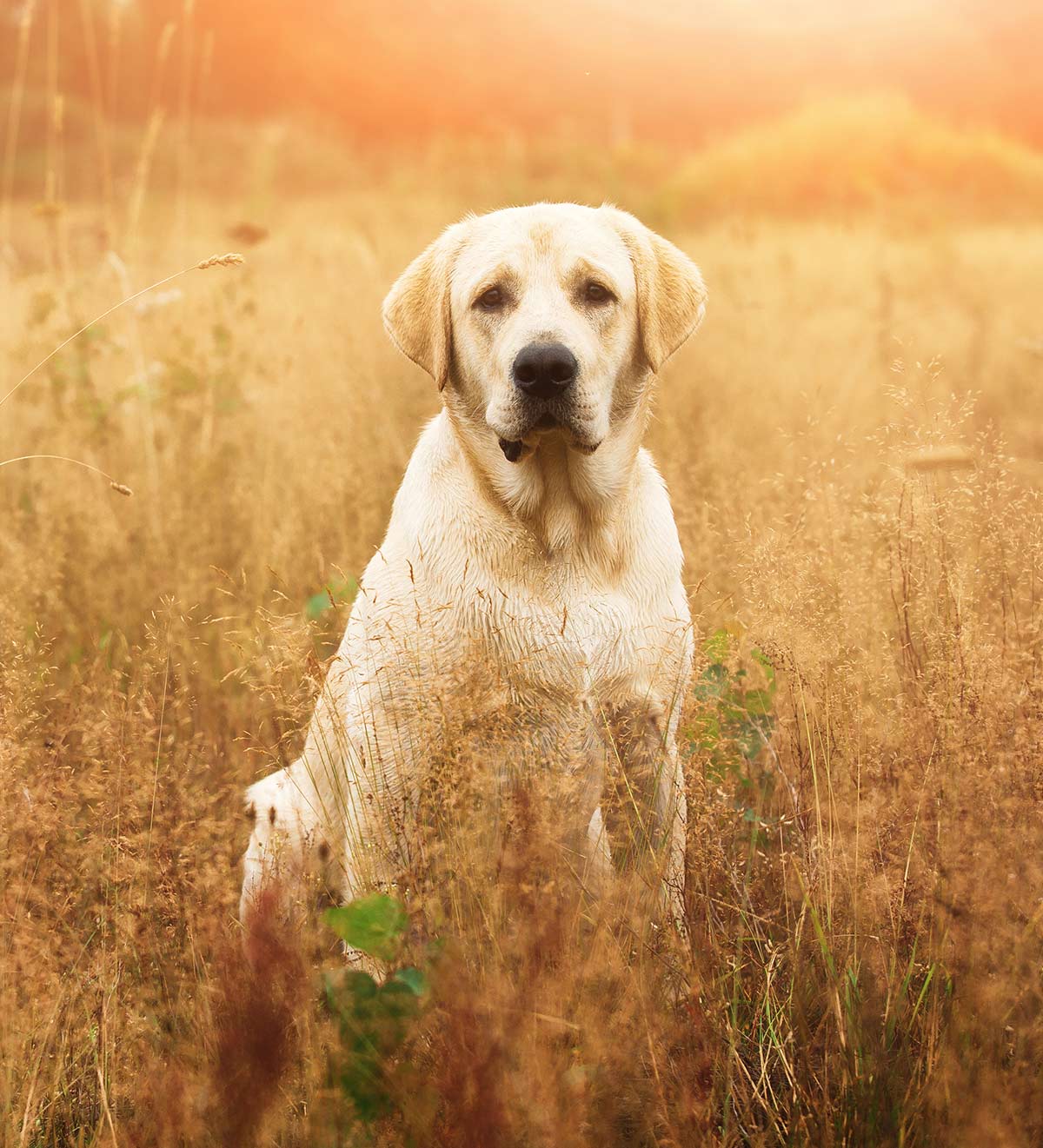 cute yellow lab