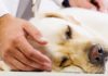 pancreatitis in dogs