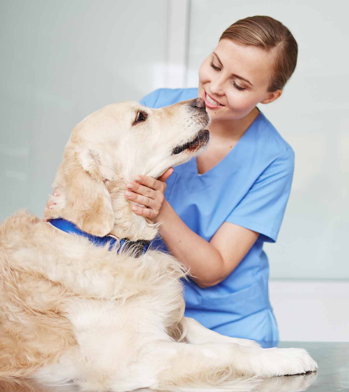 pancreatitis in dogs