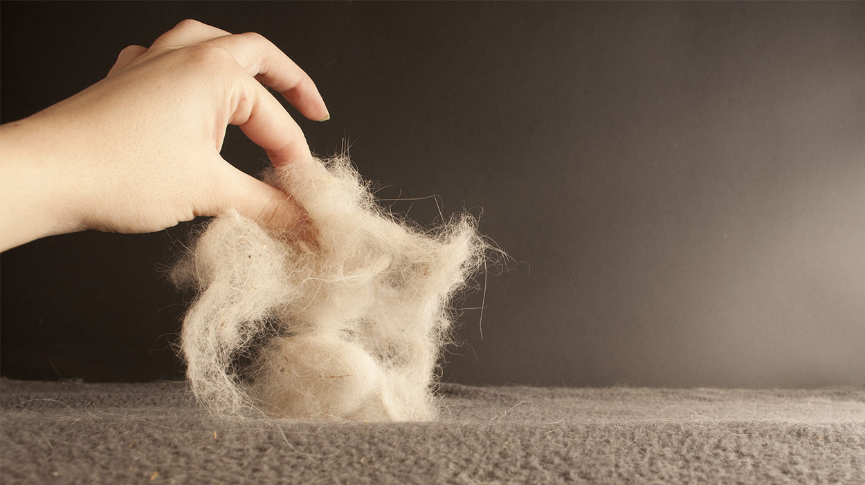 Does Carpet Cleaning Remove Pet Hair