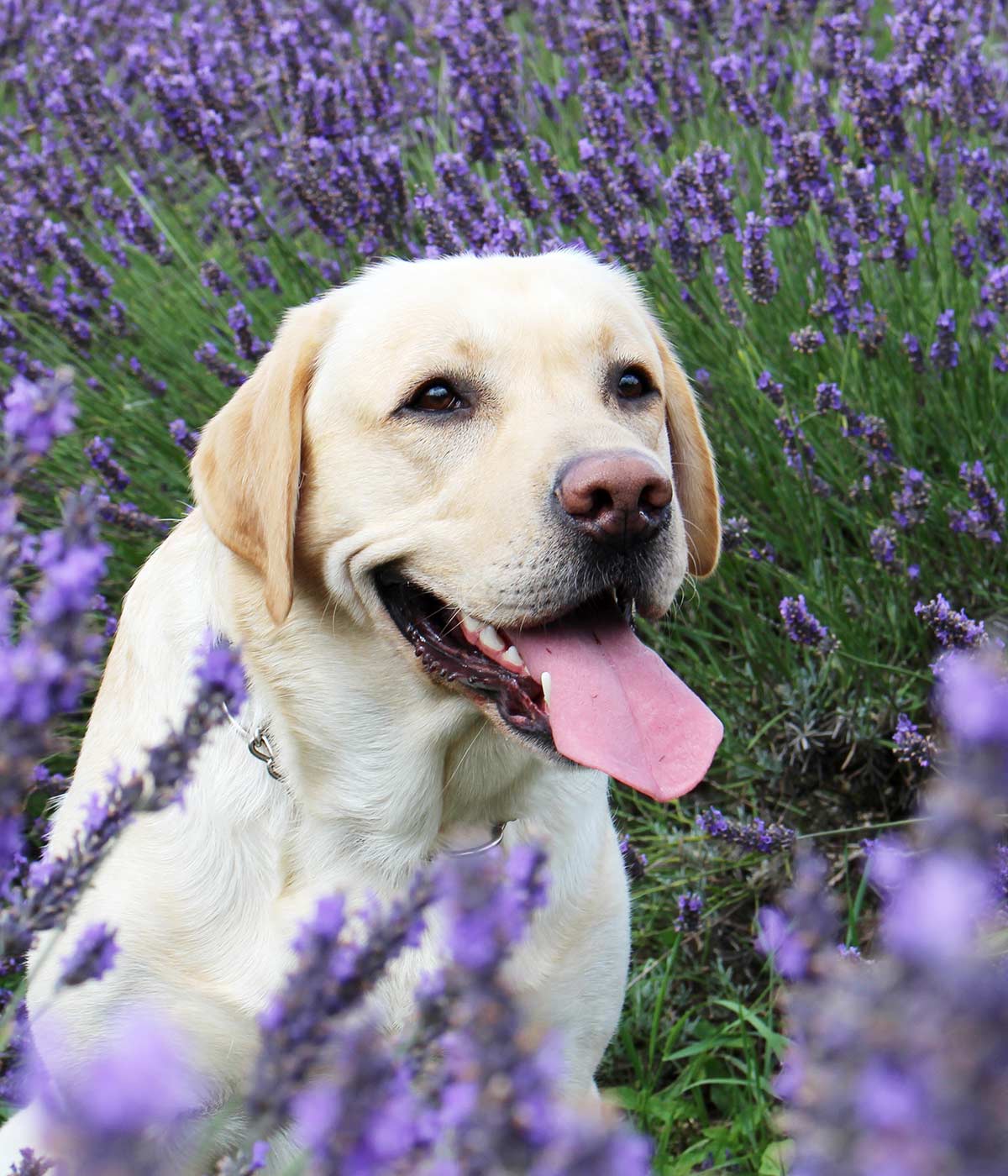 cute yellow lab