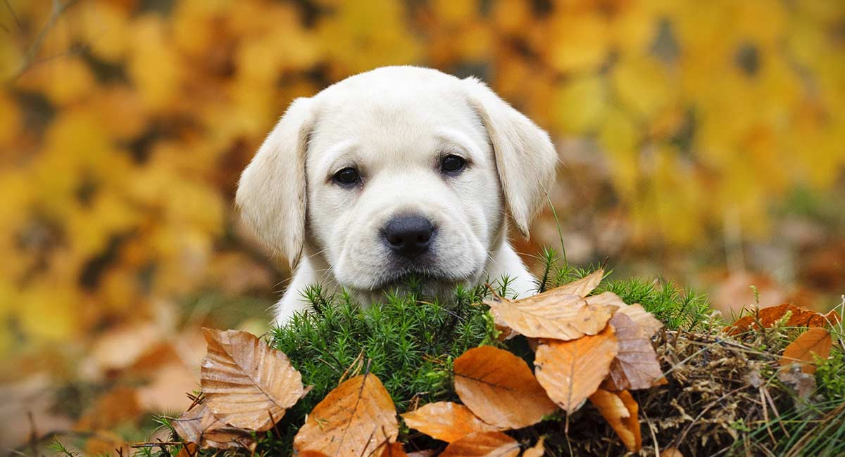 cute yellow lab