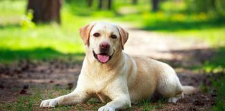 birth control for dogs