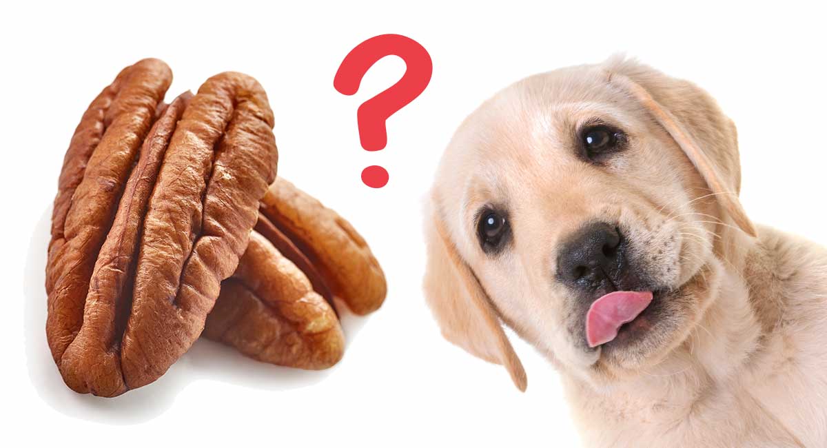can dogs eat pecans