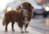 can dogs have strokes