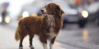 can dogs have strokes