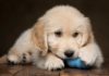 dog chewing paws