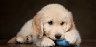 dog chewing paws