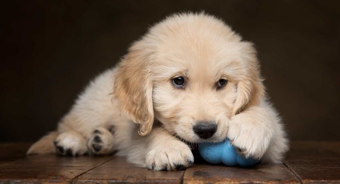 dog chewing paws
