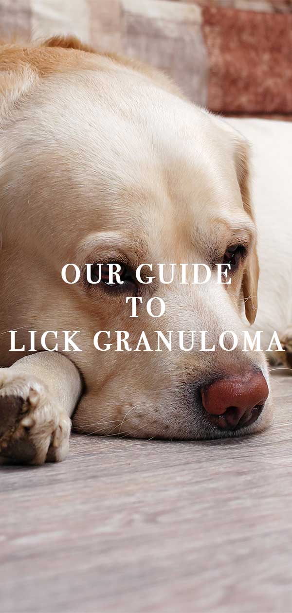 how do you stop a dog from licking a granuloma