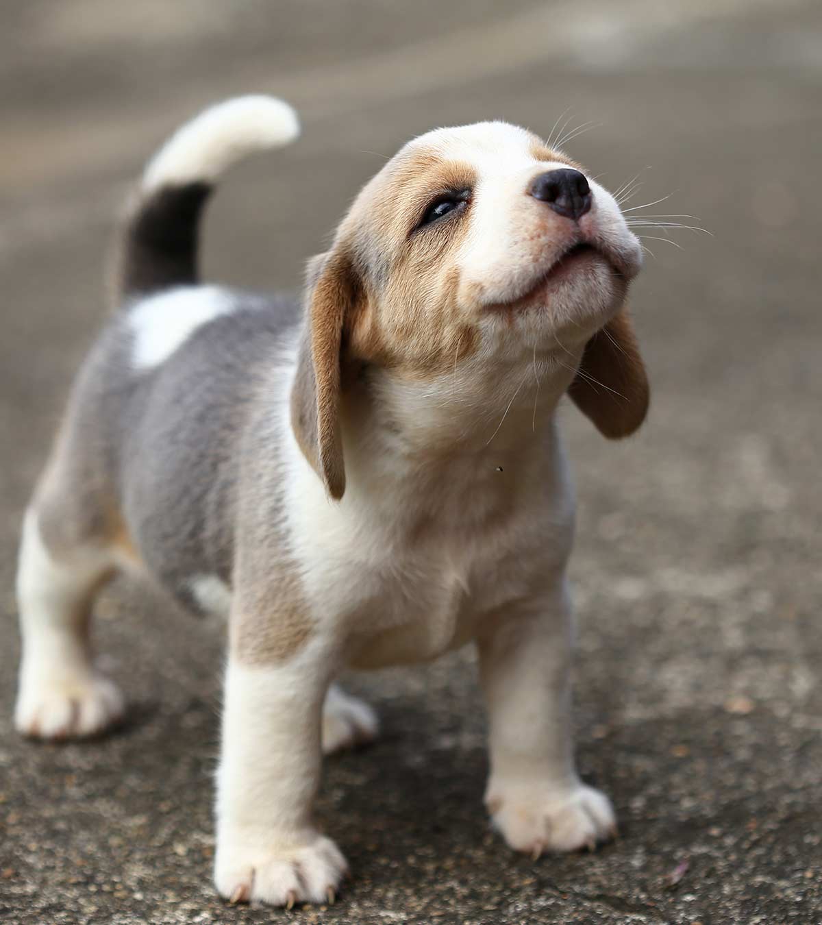 Small Dog Breeds Which Little Puppy Will You Bring Home Small Dog Breeds Which Little Puppy Will You Bring Home