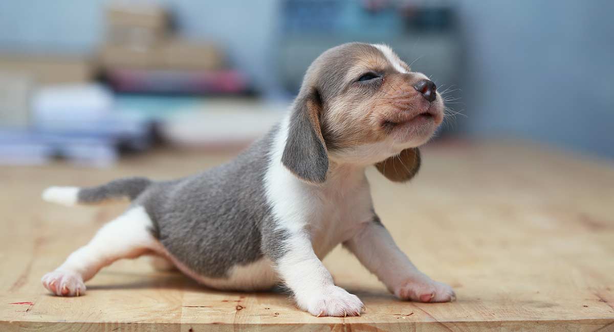 little miniature dogs