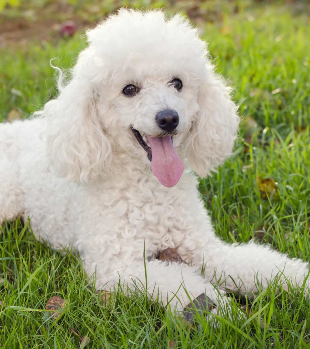 Small Dog Breeds 15 Of The Most Popular Small Dogs