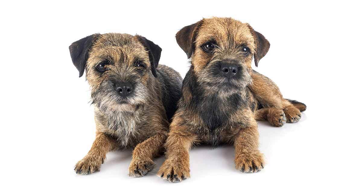 border terrier