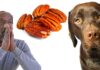 can dogs eat pecans?