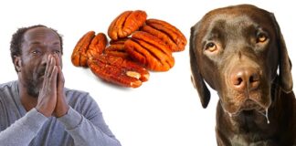 can dogs eat pecans?