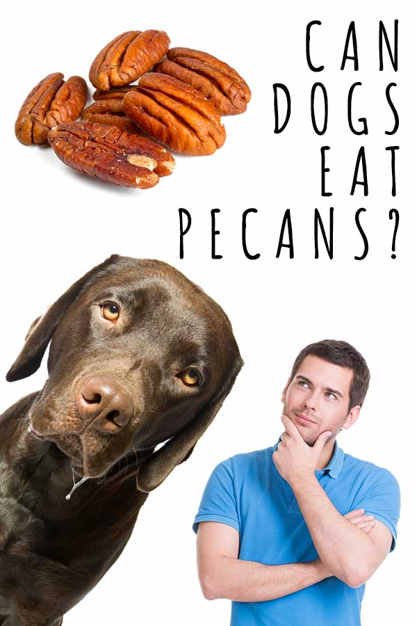 can dogs have pecans