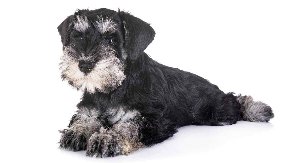 miniature schnauzer