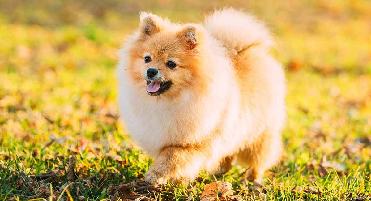 pomeranian