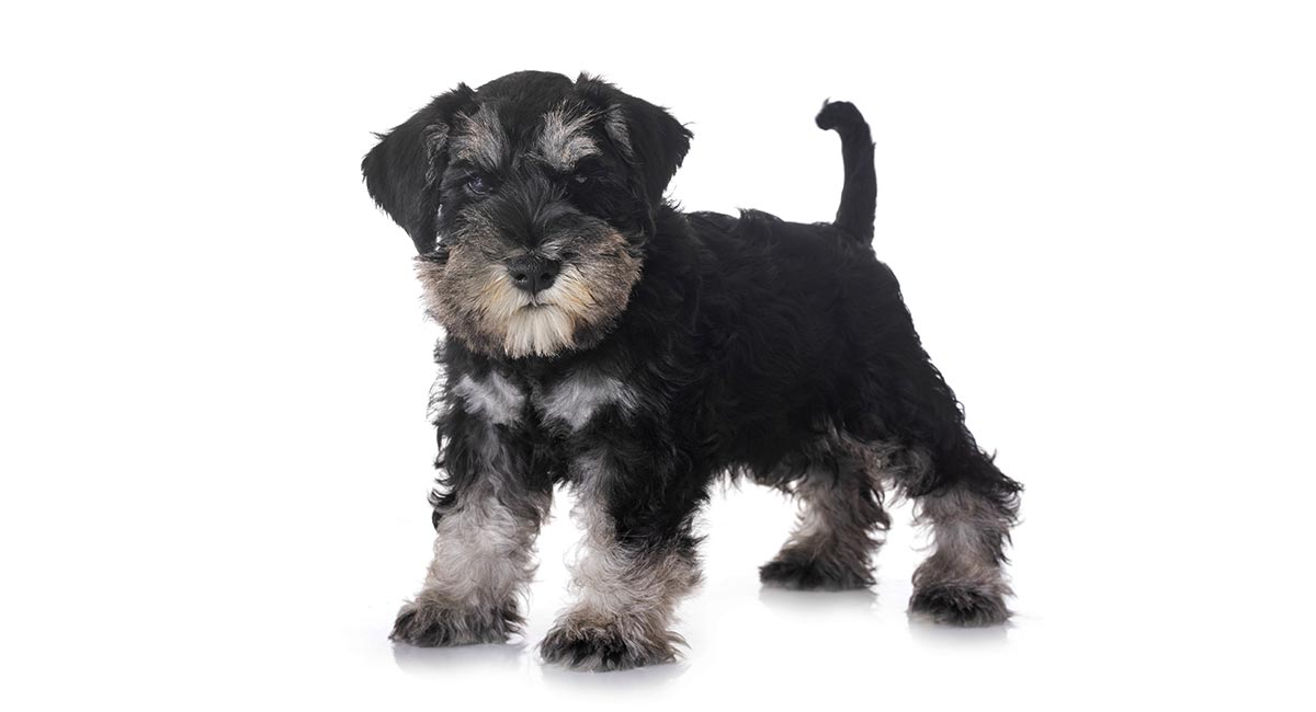 Small Dog Breeds - 15 Of The Most Popular Small Dogs
