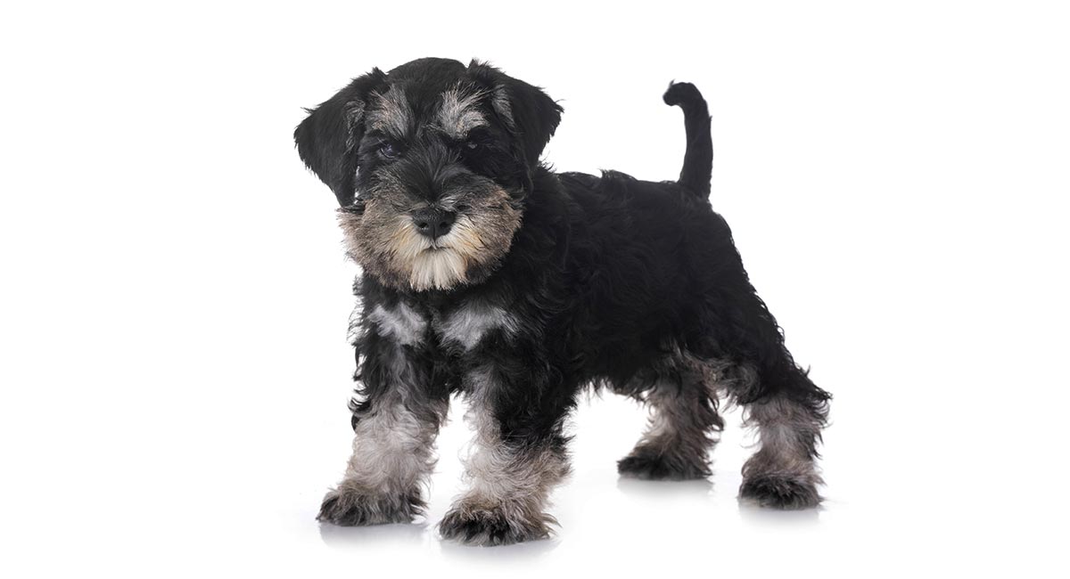 small dog breed puppies
