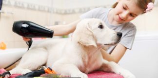 best dog dryer