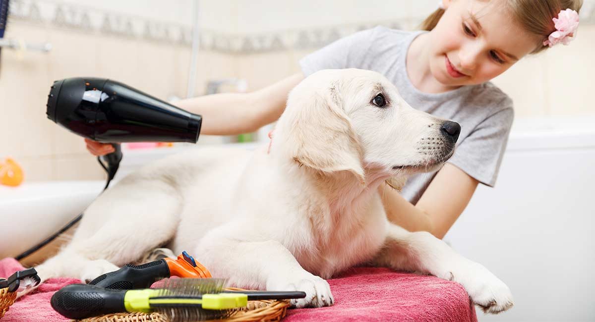 Best Dog Dryer Options Quick, Easy and Effective