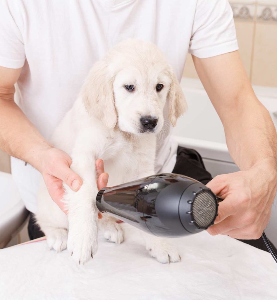 Best Dog Dryer Options Quick, Easy and Effective
