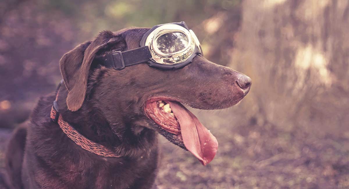 hunting dog goggles