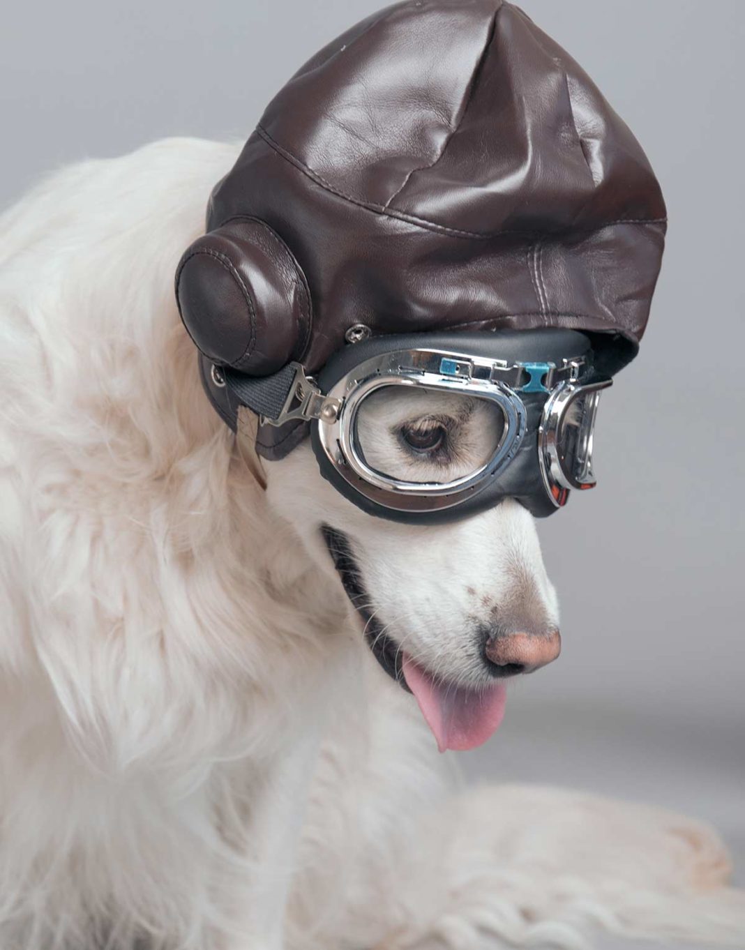 Best Dog Goggles for Keeping Their Eyes Safe (Or Just Looking Cool)