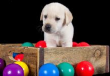 dog toy box