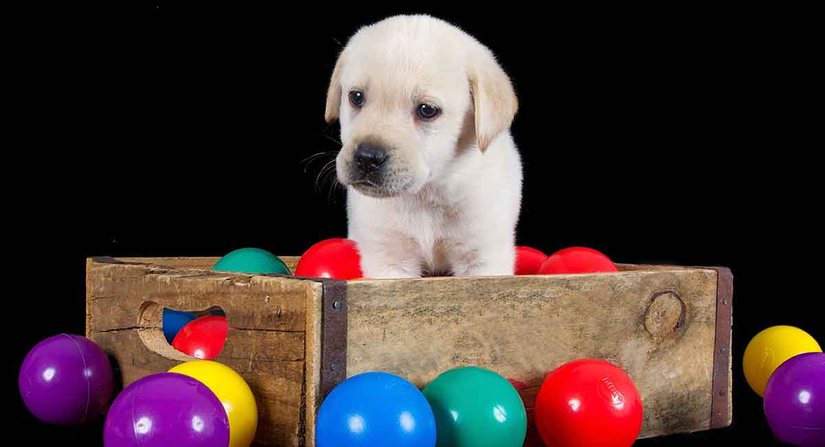 puppy toy box