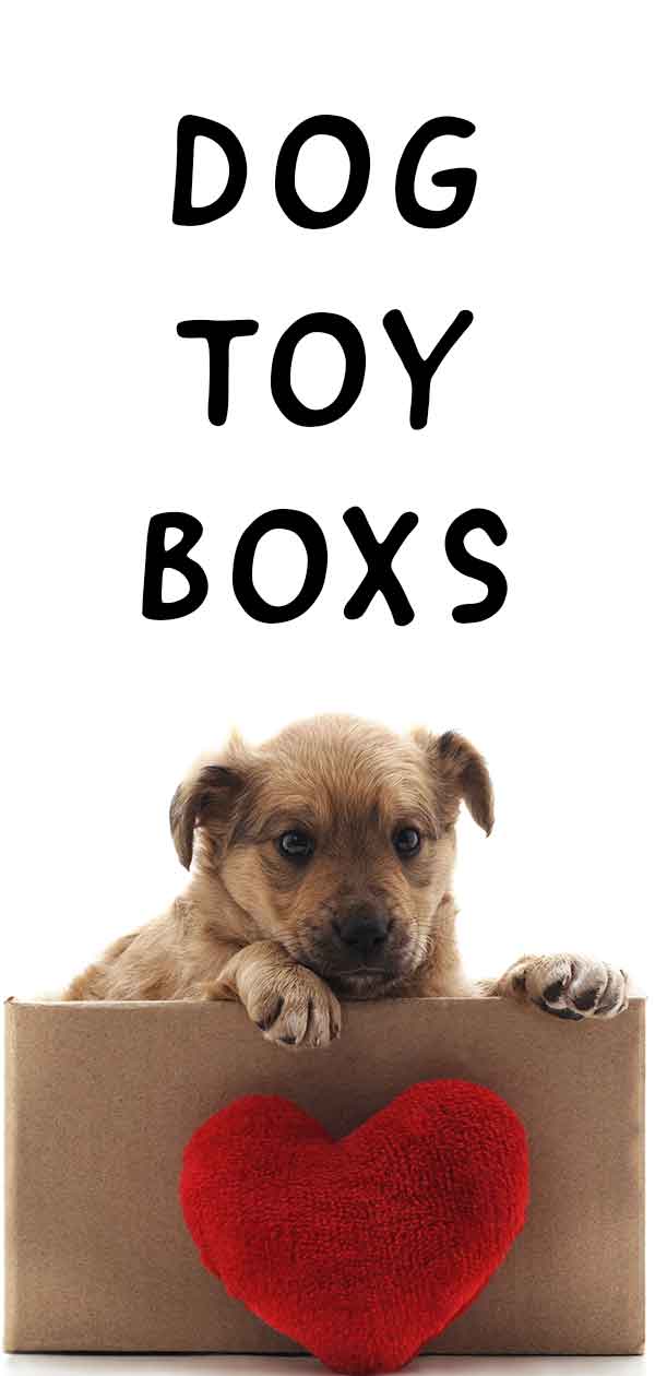dog that breaks out of box toy