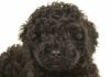 black labradoodle