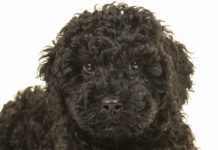 black labradoodle