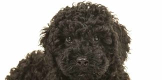 black labradoodle