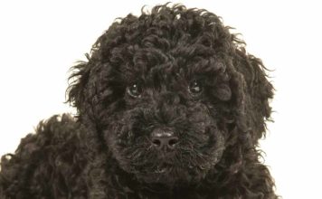 black labradoodle