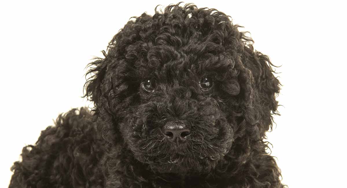 big black curly haired dog