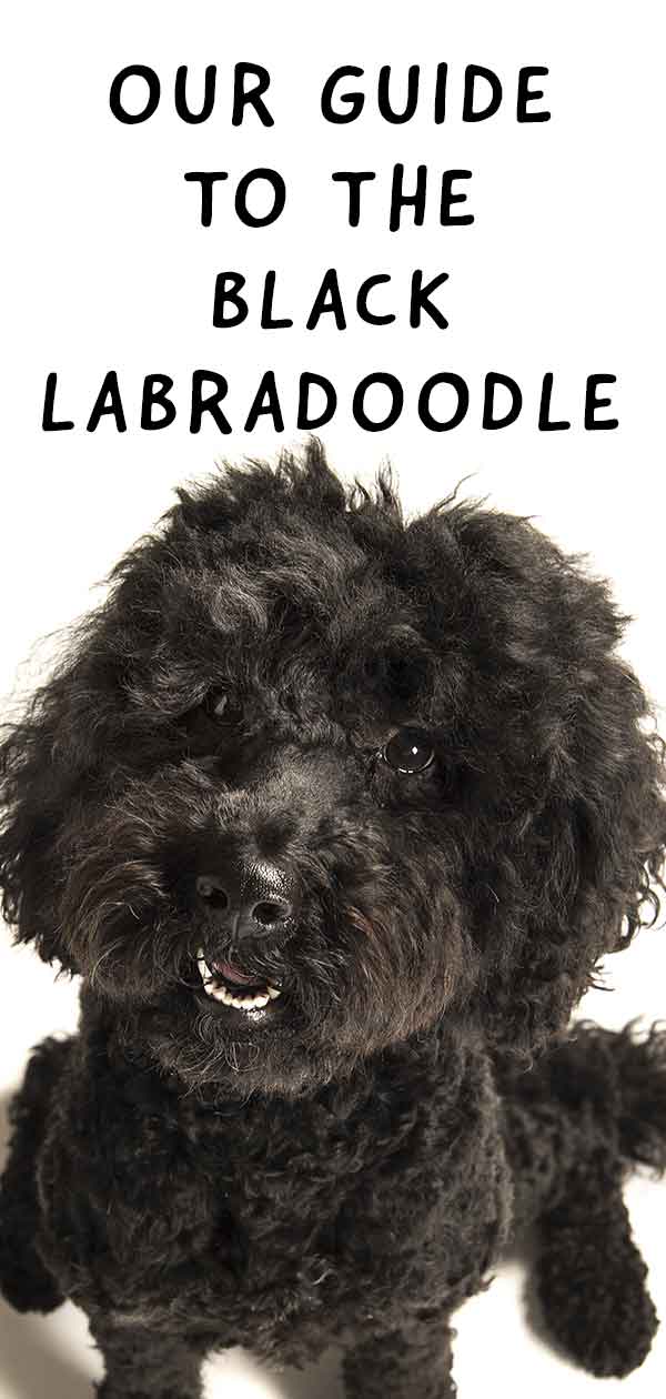 black labradoodle