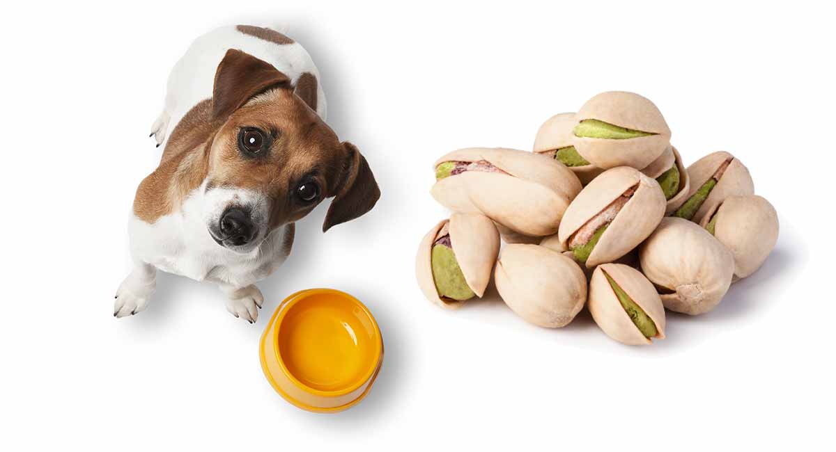 can dogs eat pistachios